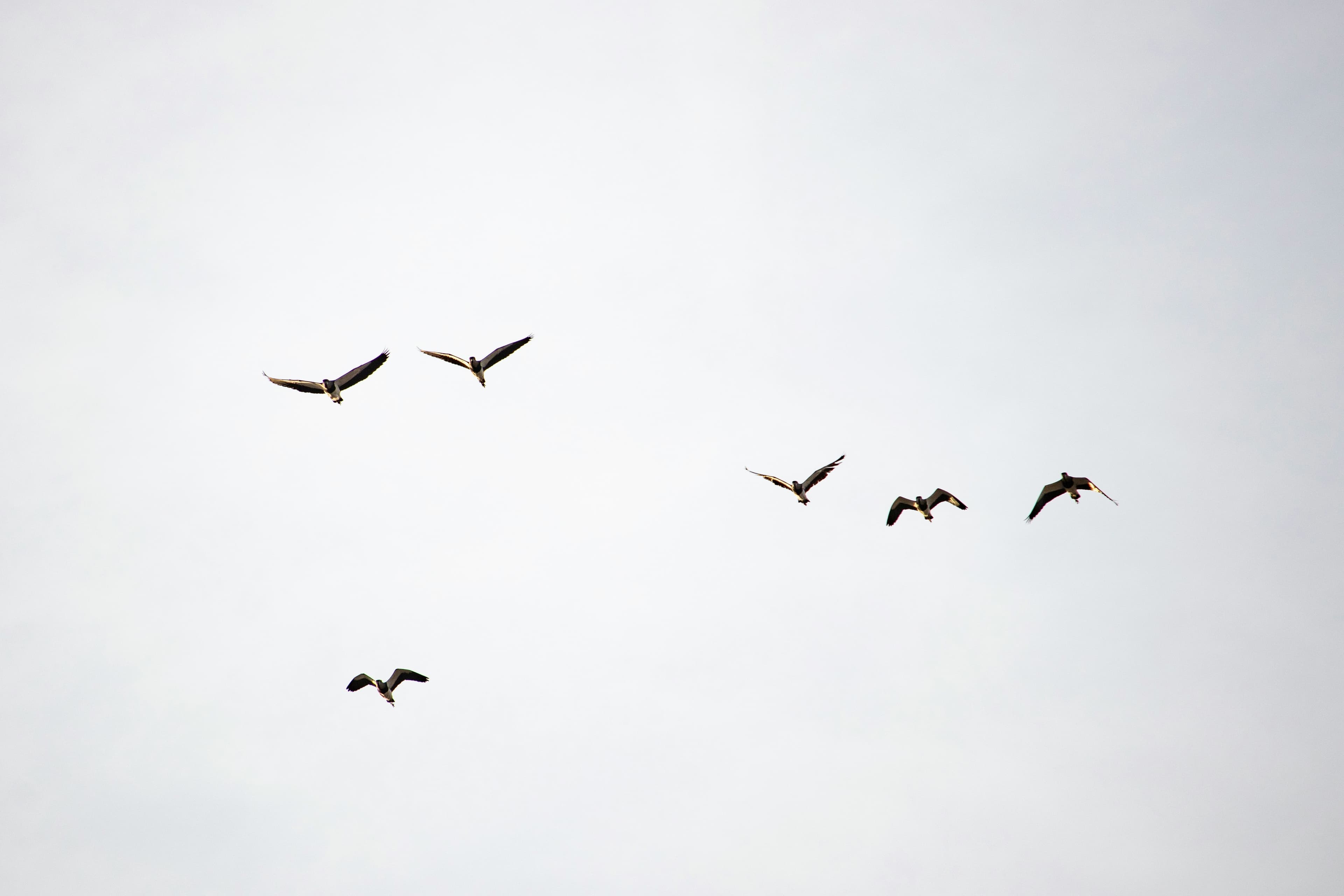 Bird Watching